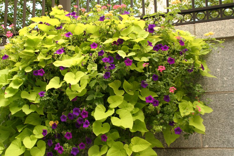 Trip (32).JPG - Flowers along the walks in Salt Lake City